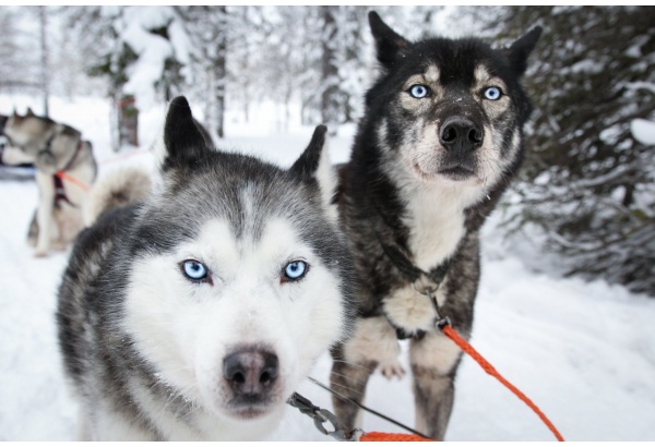 Visit a husky farm + husky ride (5 km)