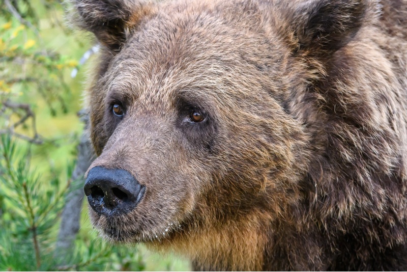 Nightless Night Bear Watching in Kuusamo