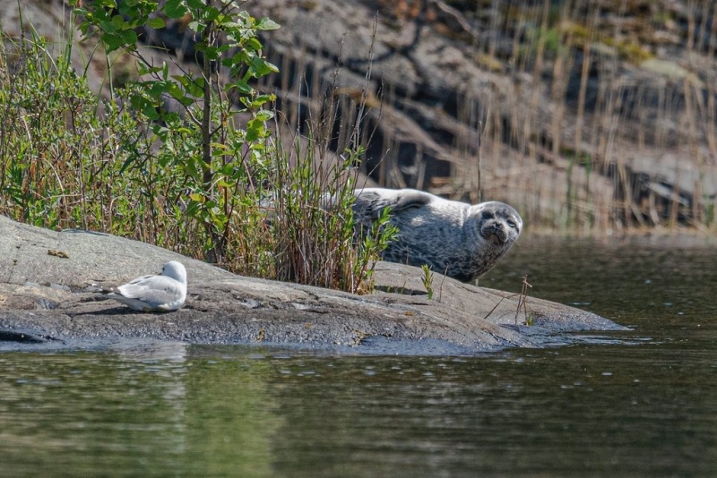 Saimaa Ringed Seal Trip in Puumala on the Ekopaatti