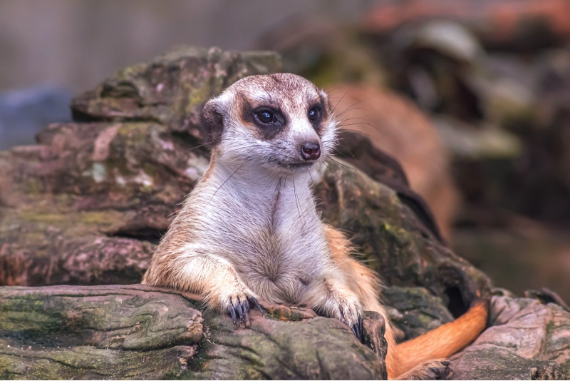 Visit to the zoo ZOOPARK in Vilnius