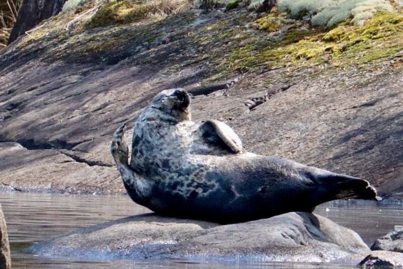 Saimaa Ringed Seal Trip in Puumala on the Ekopaatti