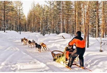 Dog sledding in the Kashubian Forest