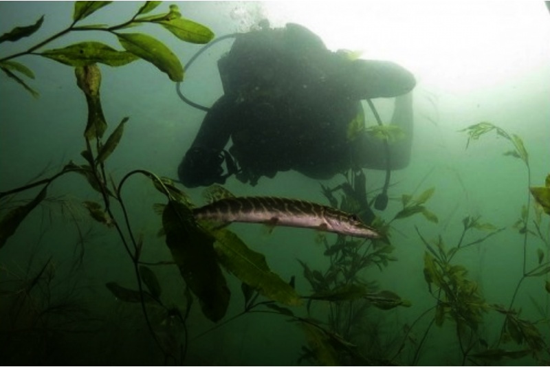 Cognitive diving with "Divemen" in Vilnius