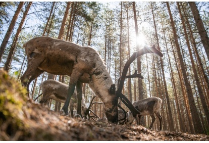 A visit to an authentic reindeer farm and a canoe trip in nature