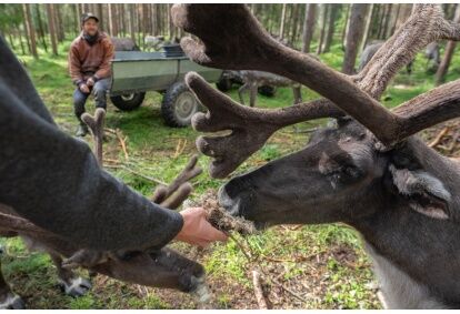 Visit to the reindeer farm and Ranua&#39;s wild zoo