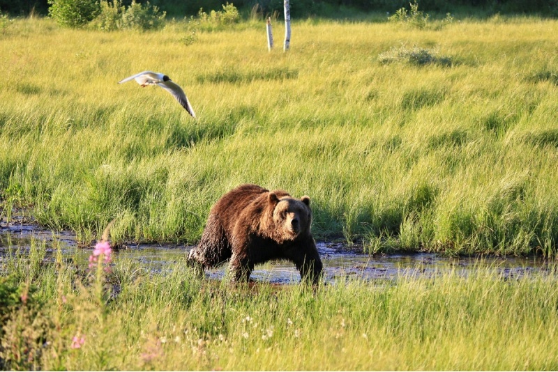 Arctic animal encounter