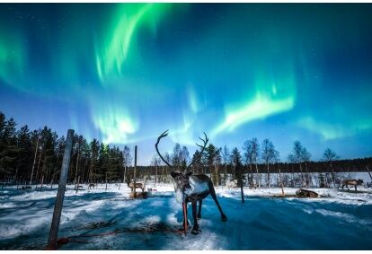Chasing the northern lights on a reindeer sleigh ride