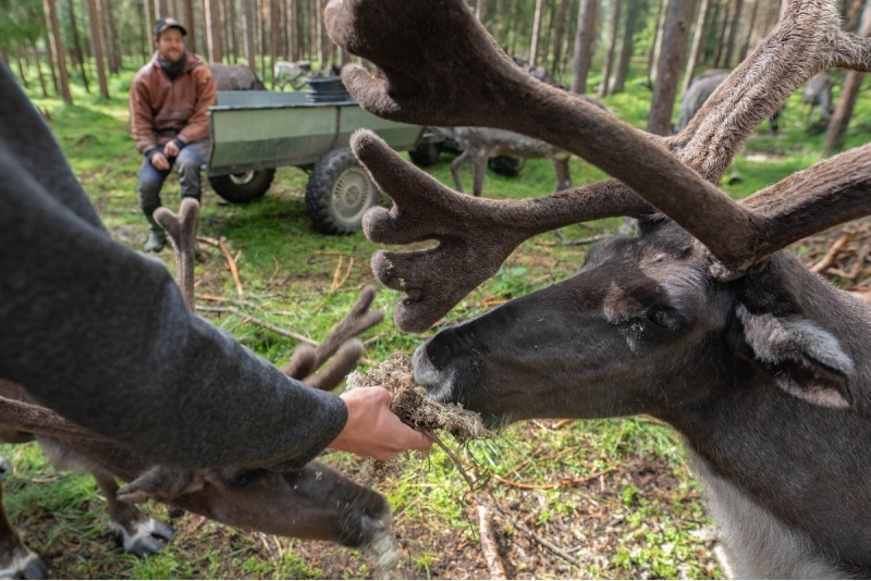 Visit to a Reindeer Farm and Reindeer Safari