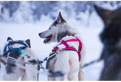 A visit to the husky farm and a 10 km long husky safari