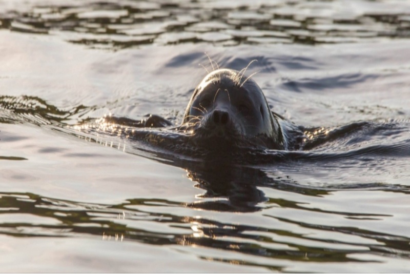 Saimaa Ringed Seal Trip in Puumala on the Ekopaatti