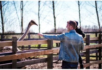 Exciting excursion and photo session at the ostrich farm "Mazzariņi"